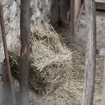 Aste Tropoje