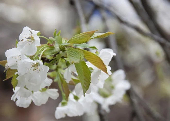 Aste Gasthuis Tropoje