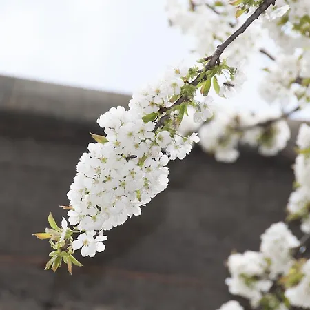 Aste Pensión Tropoje