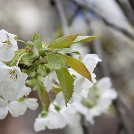 Aste Affittacamere Tropoje